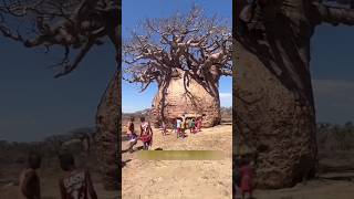 Baobab Water Tree 🌴