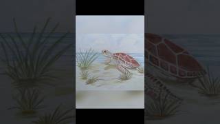 Coloured pencil turtle drawing ✍️ 🐢#shorts #colorpencildrawing #colouredpencildrawings #turtleart