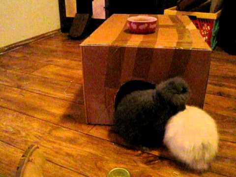 Bibi and Knabbel searching for food