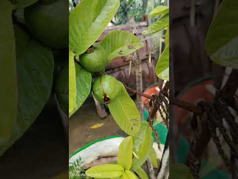 Guava in terrace #shorts