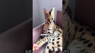 Biggest Cat Breeds 🐱 📏  #pets #cat #adorable #cute