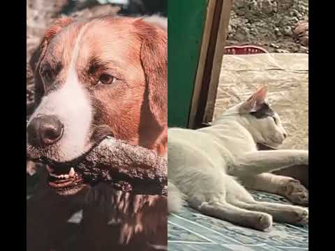 Buck the life saviour call of the wild #sad #wolf