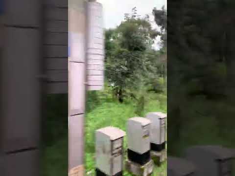 How Train cross over the train in mid forest .  Click by IPhone ……