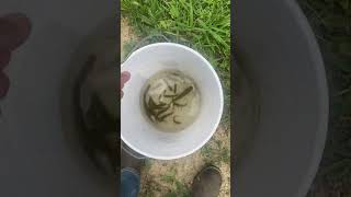 Creek Chub Minnows in Pond