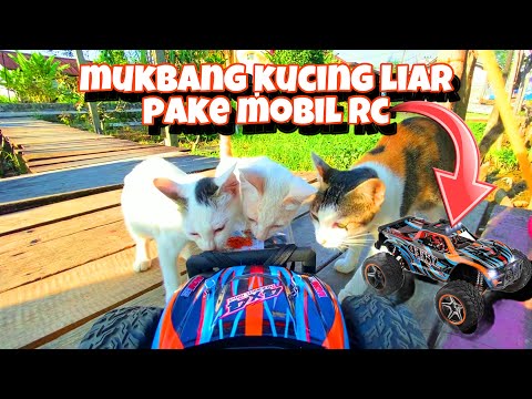 Very exciting and fun! Feed Stray Cats Using RC Car (Mobil Mainan)