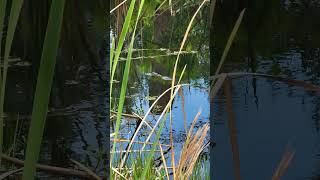 Explore Florida! Tosohatchee Wildlife Management Area #exploreflorida #centralflorida #getoutside
