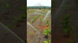 irrigation system for banana in Tanzania _yuzuak JET 40 rain gun sprinkler #tz #kilimo #irrigation
