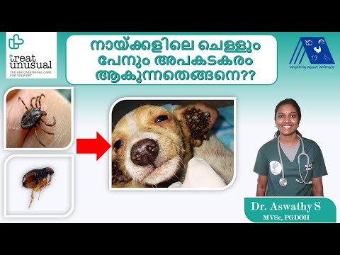 Why Tick/Chellu and Flea is Too Dangerous to Dogs by Dr. Aswathy | Treat Unusual Veterinary Hospital