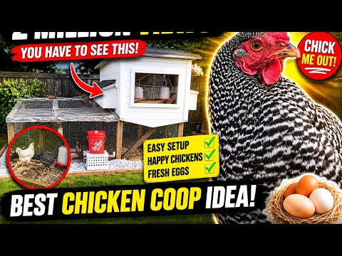 Chicken coop makeover part 1  #chicken #chickencoop #homestead #animal #viral #how #eggrecipe #food