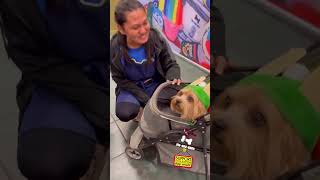 Dog dressed up as a Christmas elf shopping with mommy for the perfect dog gift #dog #doglover #elf
