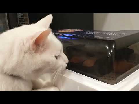 cat wants yummy hatched chicks