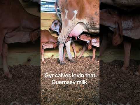Gyr calves sharing some guernsey 🥛