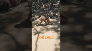 A king monkey was spotted protecting its troop in Can Gio. #monkey #cangiomonkeyisland
