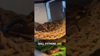 Are Ball Pythons Arboreal??? #ballpython #ballpythonfacts #royalpythons #wildlife #explorepage