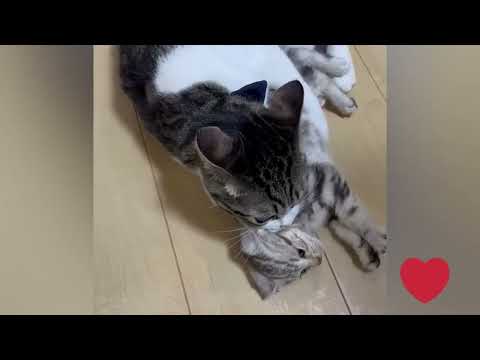 💖 抹茶くんとラテくん💖 抹茶くんとラテ🐈🐈#gatos #fofura