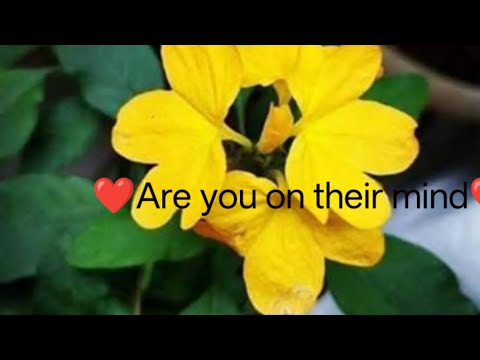 Are you on their mind#tarot#jothidam #rasipalan#lovetarotreading#love #healing#anmeegam#lovesongs 