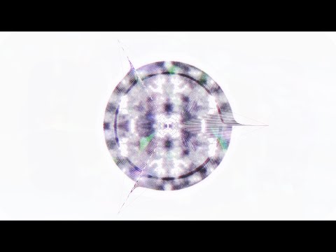 Vito Konte - Morphing Journey