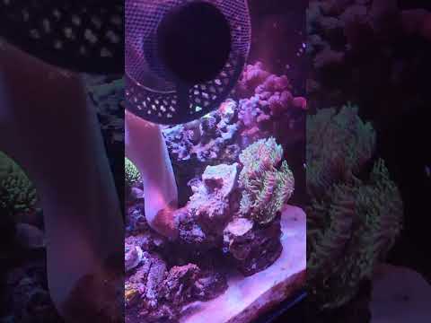 busy little fish