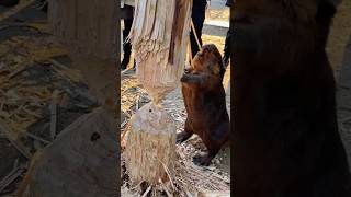 This Beaver Knows Exactly Where That Tree Will Fall