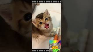 You Think You Can Resist This Cuteness? 😻💥 #shorts  #cat #funnyanimals #kitten #catshorts #funny