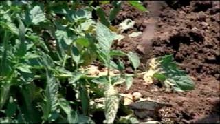 When To Add Soybean Meal To Plants