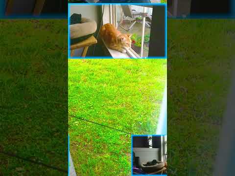 Kayfabe Thinks He's Gonna Get The Bunny | #hazonku on #Twitch