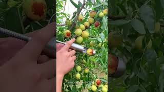 #shorts Apple Fruit Satisfying 🍎| Gardening Tips #gardening#viral #fruit #apple #asmr #G6