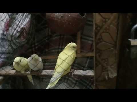 My lovebird parrots progress Video in Urdu & Hindi
