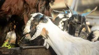 Copyright-Free - Stock Footage : Goat Market Pakistan EId ul Adha