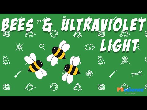 Bees and Ultraviolet Light