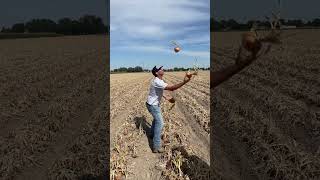 Onion master #juggling #farming #shorts