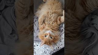 He deserves a chill afternoon 😂 #cat #cuteanimal #cutecat #catvideos #cutepet #cute #animal