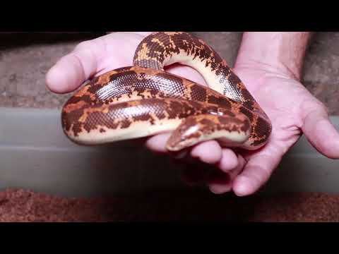 Kenyan Sand Boa with babies