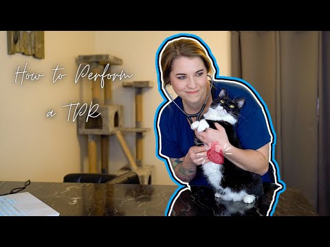 Vet Med TPR: How to Perform Vitals as a Vet Tech