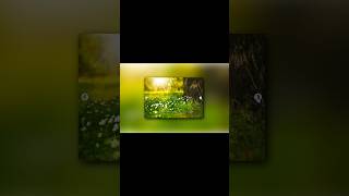 Image Slider - HTML, CSS & JavaScript | #shorts #ytshorts #shortsvideo #javascript  #thecodingco
