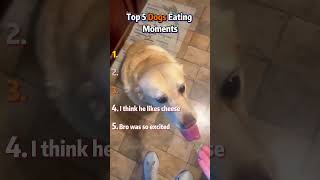 Ranking Top 5 Dogs Eating Moments