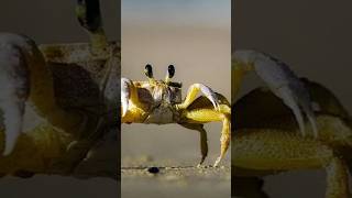 Top 5 Amazing FACTS about animals #short #youtubeshorts #factsindian #indianfacts #viralshort #viral