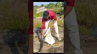 PYTHON RELEASE IN WILD |WATCH FULL VIDEO ⬇️| PRATHAMESH SIRSAT #snake #python #short
