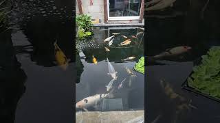 Sheer Beauty Just Chilling #koipond #koi #koifry #tosai #koilovers #koilife #justchilling #letsgo