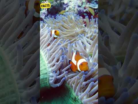 All clownfish are born male, and will only change sex to become a dominant female