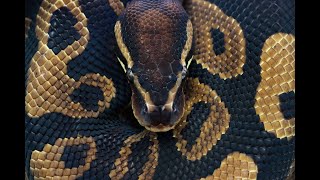 When is Ball Python Breeding Season?