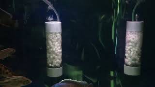 DIY Fluidized bead bio filter with K 1 micro media and bottled water