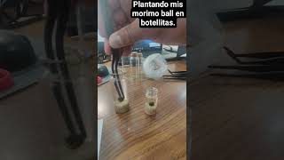 Planting morimo ball in bottles.  #morimoball #plants #aquarium #simpleisbetter #aquariumplants