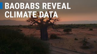 Baobab Trees Can Help Predict Climate Change