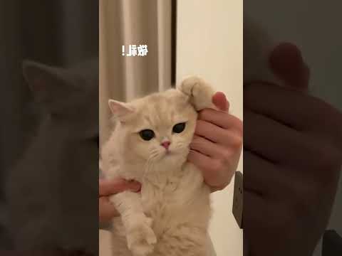 Cat 😺😺#shorts #shortvideo #shortsfeed #share #foryou #shortsviral #shortsyoutube