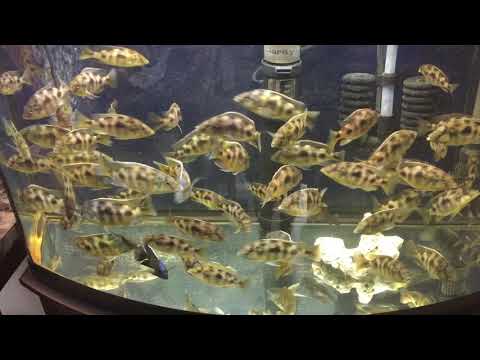 Overcrowded growup tank - Venustus updates