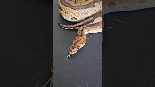 Clown ♀️ #ballpython #royalpython #reptiles #snake #ballpythonmorph #pets #animals #breedingpythons