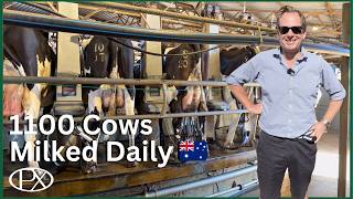 Inside a 1,100-Cow Australian Dairy Farm, How Aussie Farming Really Works