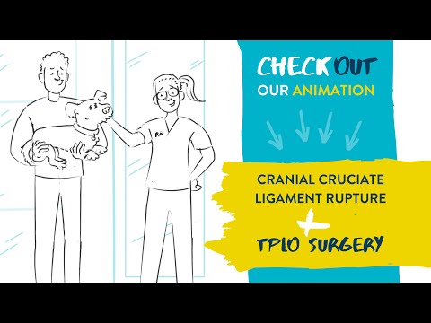 Cranial Cruciate Ligament Rupture and TPLO for Dogs and Cats