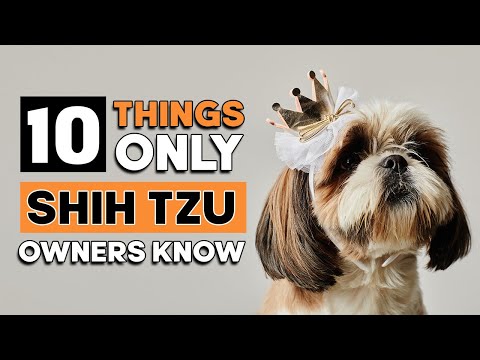 10 Hilarious Things About Shih Tzu Dogs